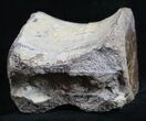 Large Phytosaurus Vertebrae - Redondasaurus #2017-2